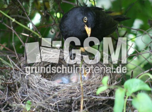 Amsel-1-Tag-7.jpg